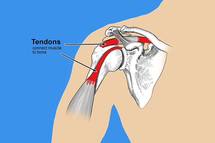 Diagram showing that the bicep muscle is connected to tendons that is then connected to shoulder and arm bones